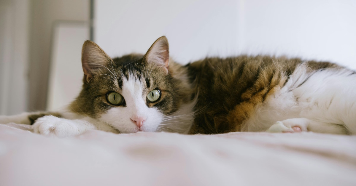 Pet-Friendly Disinfectant | Mo and Bear PH