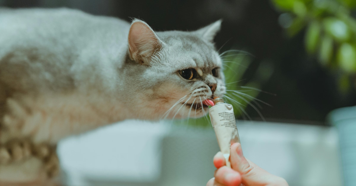 8 Easy-to-Find Treats for Your Cat