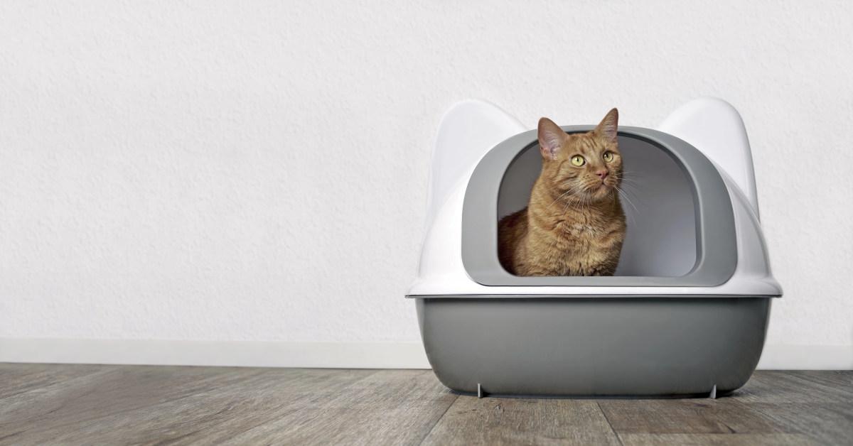 Best Cat Food For Smelly Poop | Mo & Bear