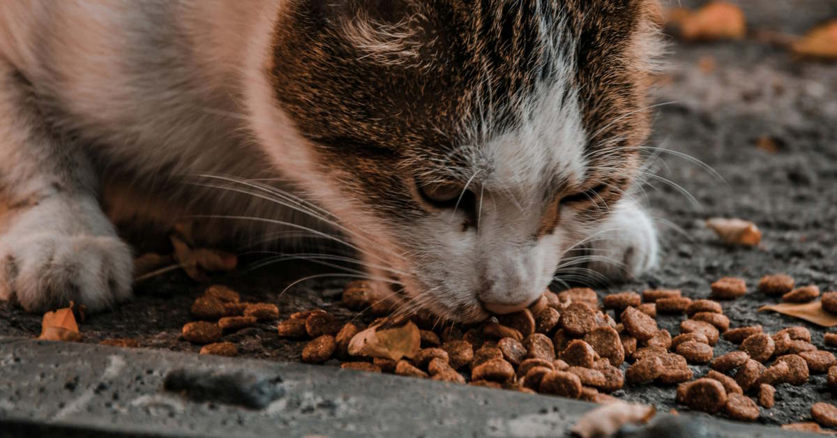 Best Dry Cat Food