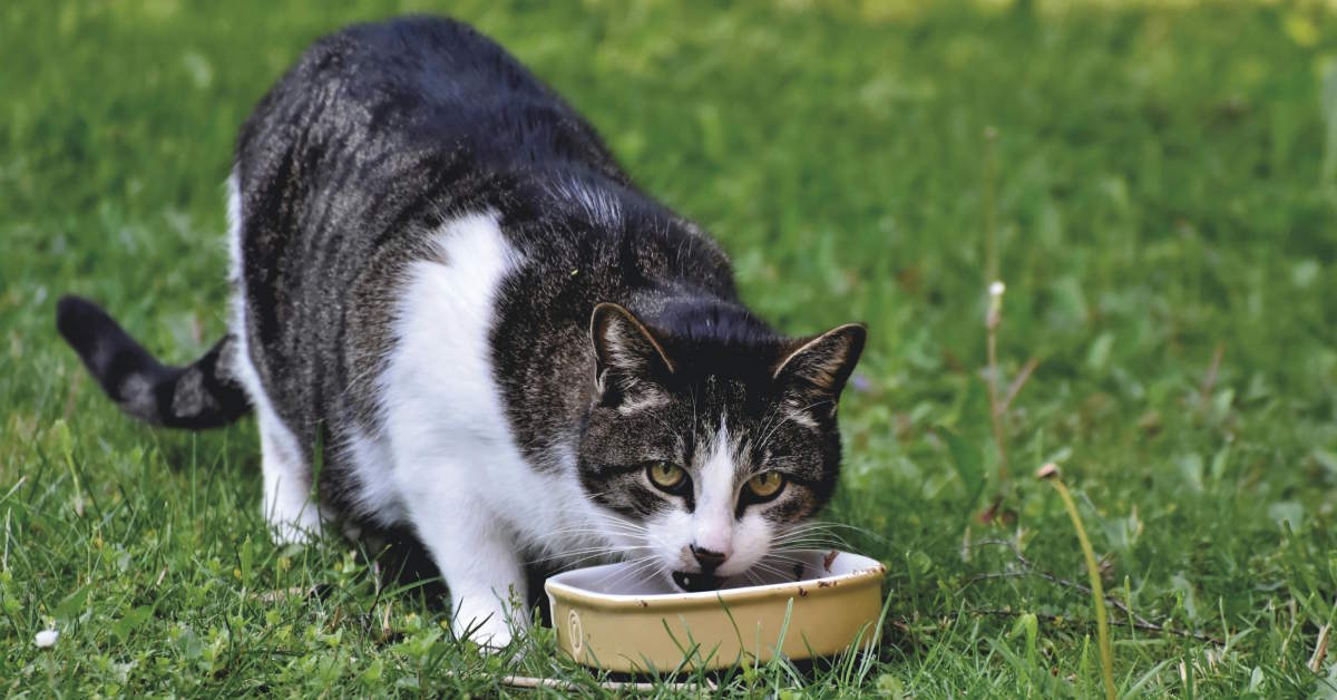 Best High Fiber Cat Food | Mo & Bear