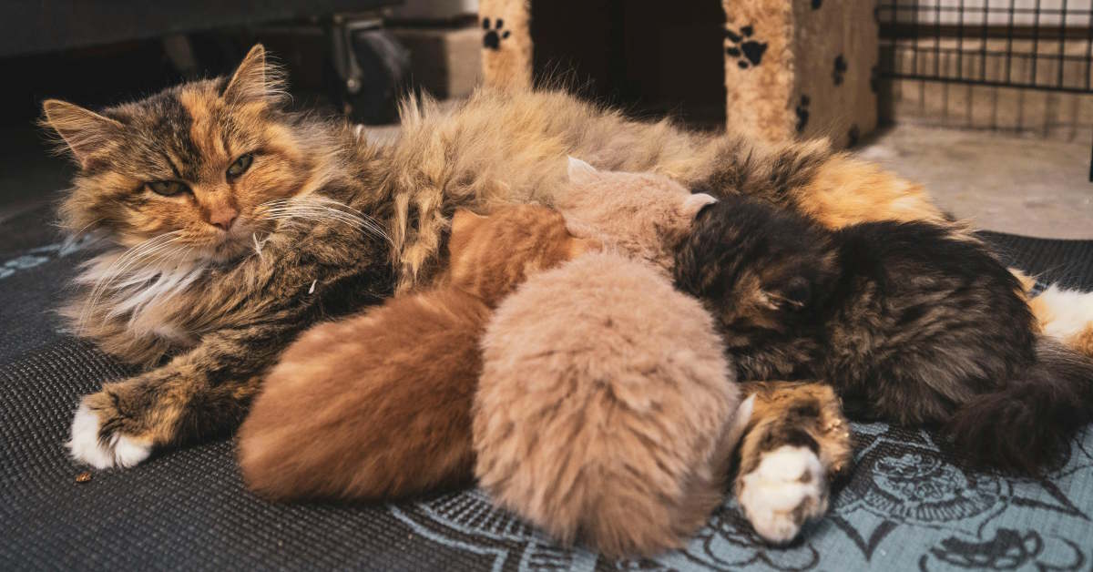 Best Wet Food for Nursing Cat | Mo & Bear