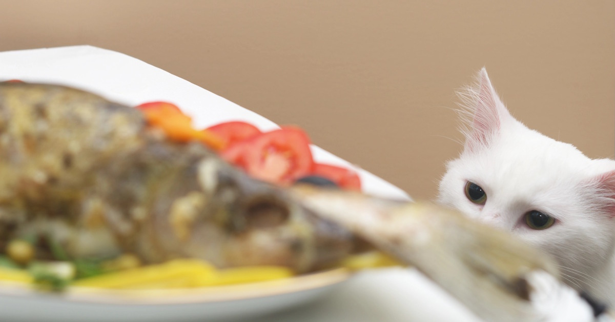 Can Cats Eat Cooked Food | Mo & Bear