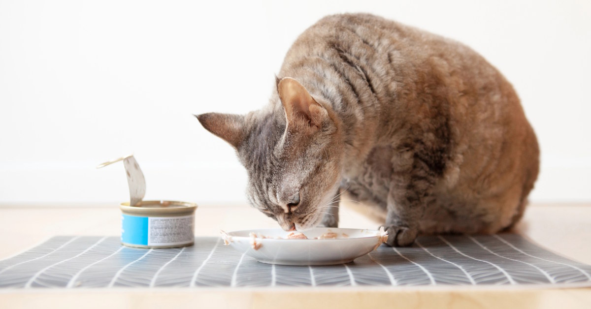 Can I Add Chicken Broth to My Cat’s Food | Mo & Bear