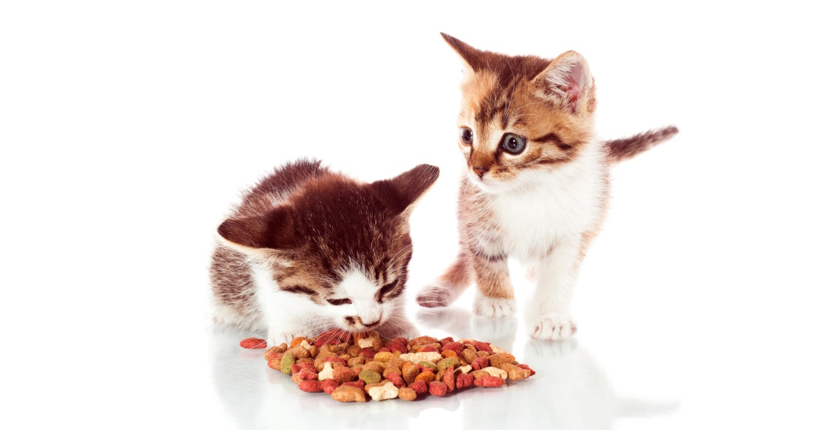 Can Kittens Eat Adult Cat Food | Mo and Bear PH