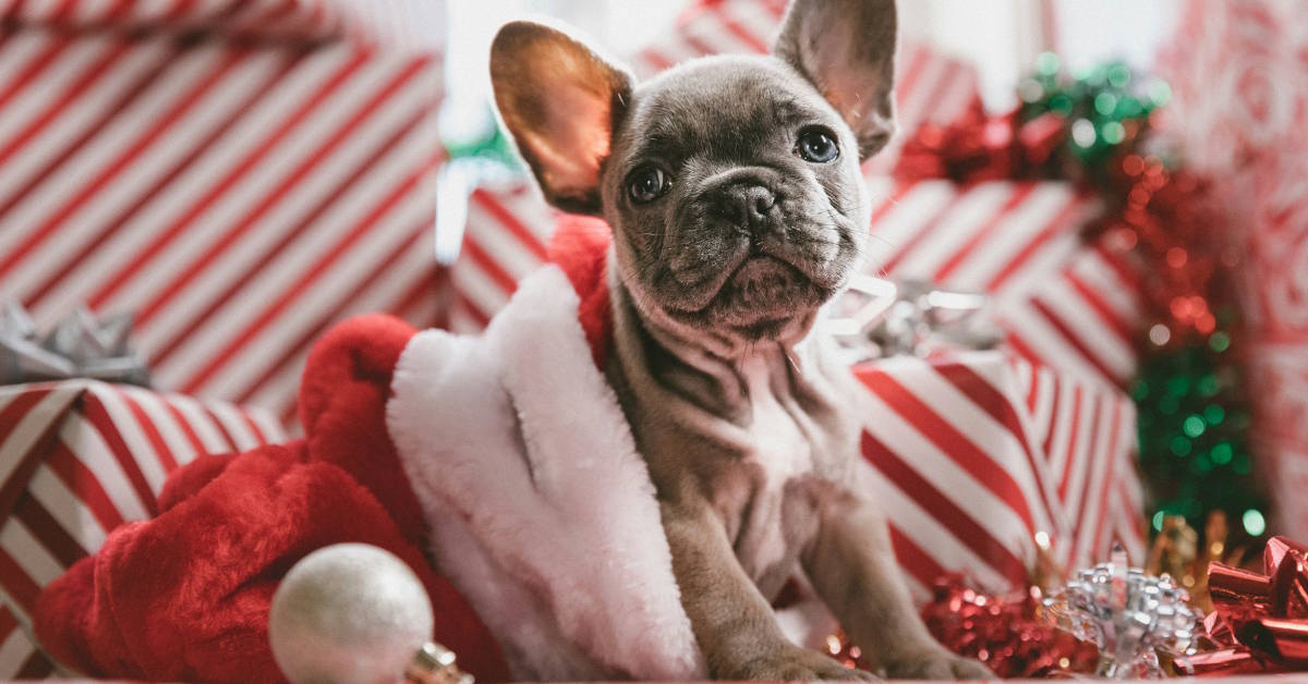 Christmas Gifts For Pet Lovers | Mo & Bear