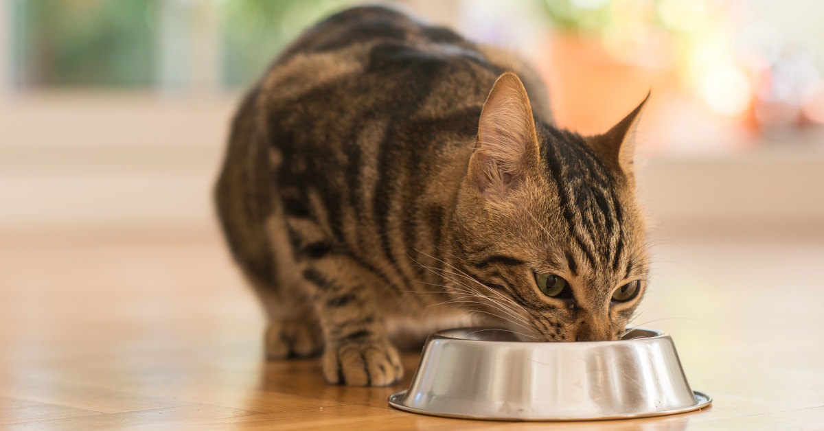 Do Cats Get Tired of Their Food | Condor PH