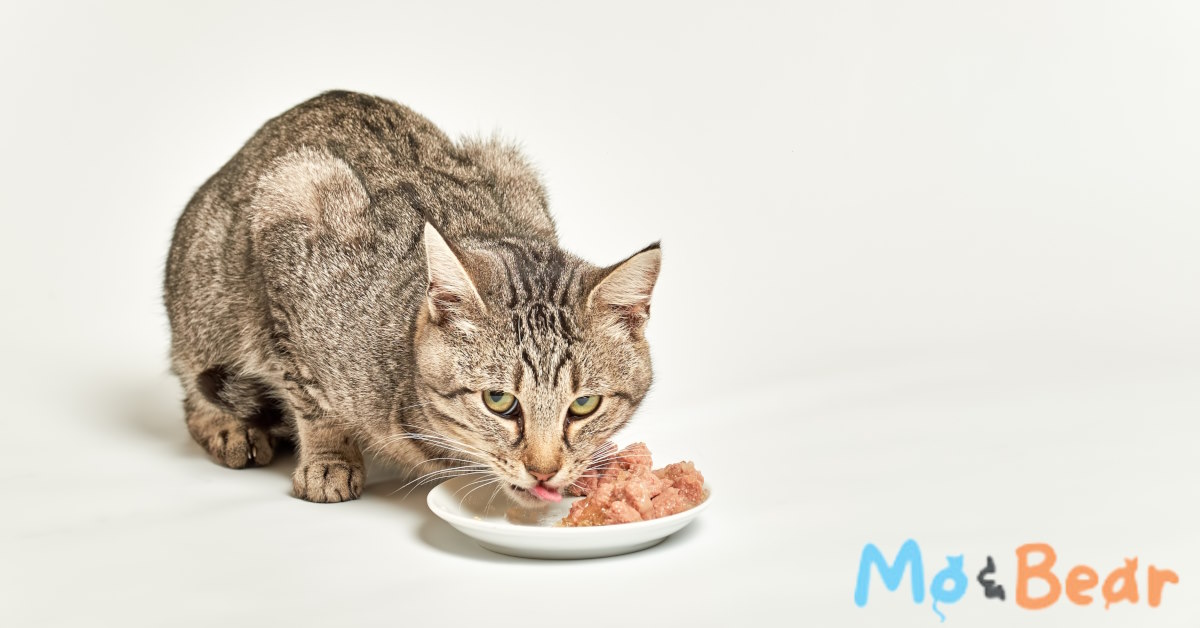 How Much Is Cat Food In Philippines | Mo and Bear PH