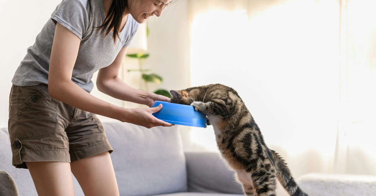 How Much Should You Feed Your Cat | Mo and Bear PH