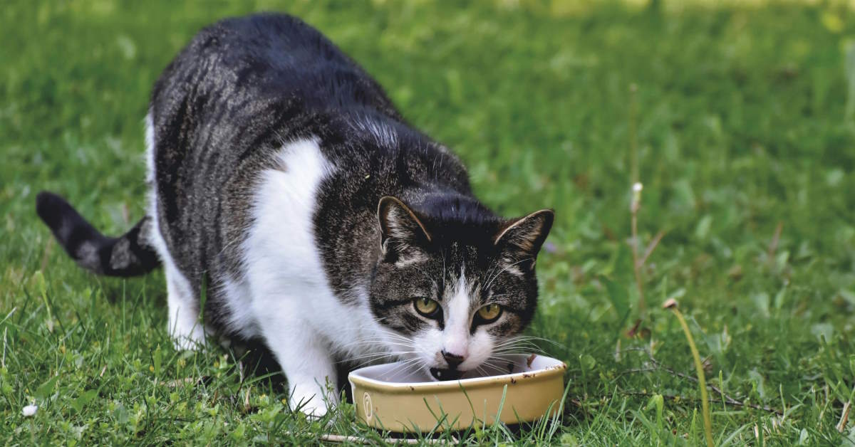 How To Choose The Right Cat Food