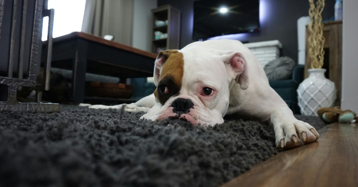 How To Manage Dog Separation Anxiety | Mo & Bear