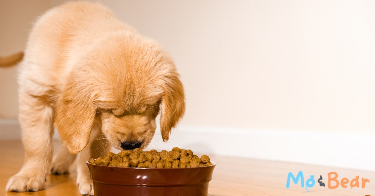 Is It Ok For Dogs To Eat Cat Food | Mo and Bear PH