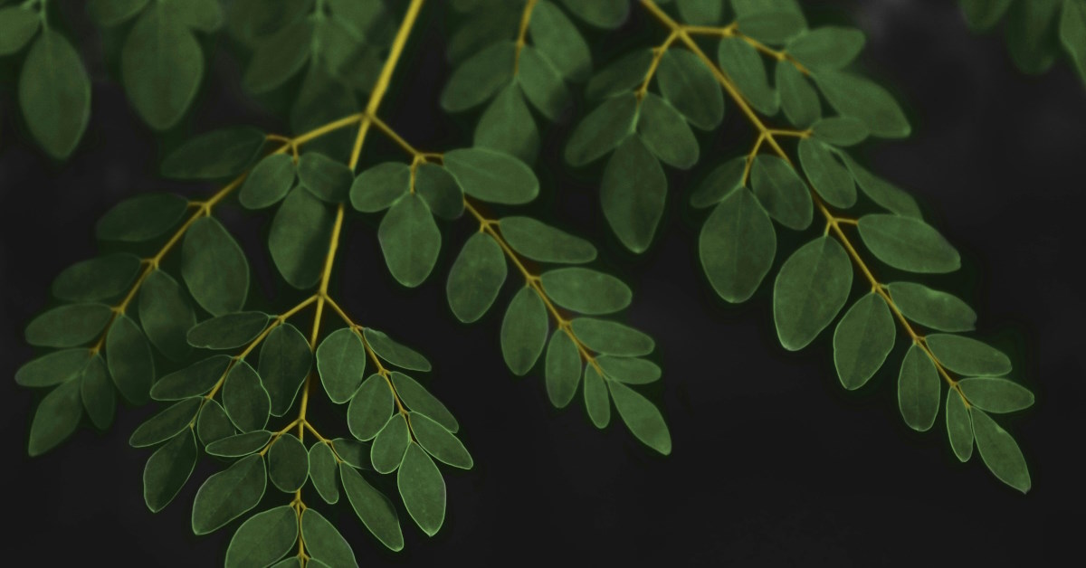 Moringa Benefits | Mo and Bear