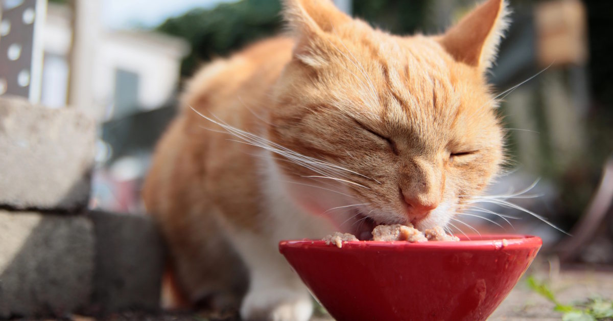 What Does Cat Food Taste Like | Mo & Bear