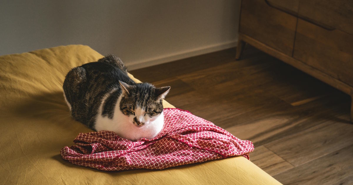 Why Do Cats Vomit Their Food After Eating | Mo & Bear