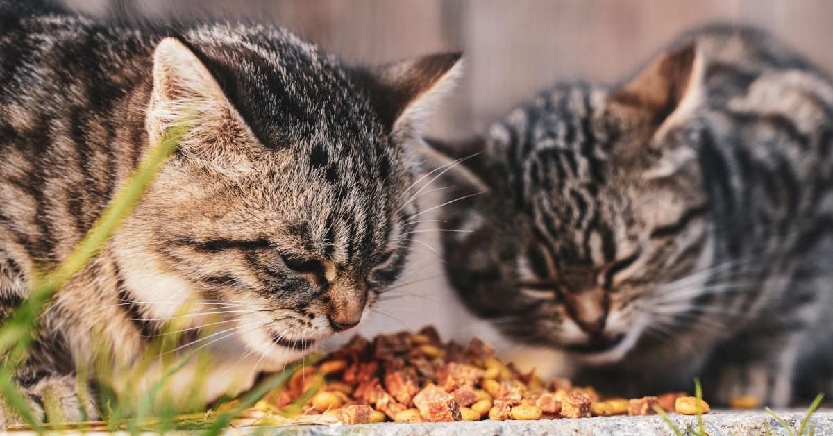 Cat vomits undigested food best sale