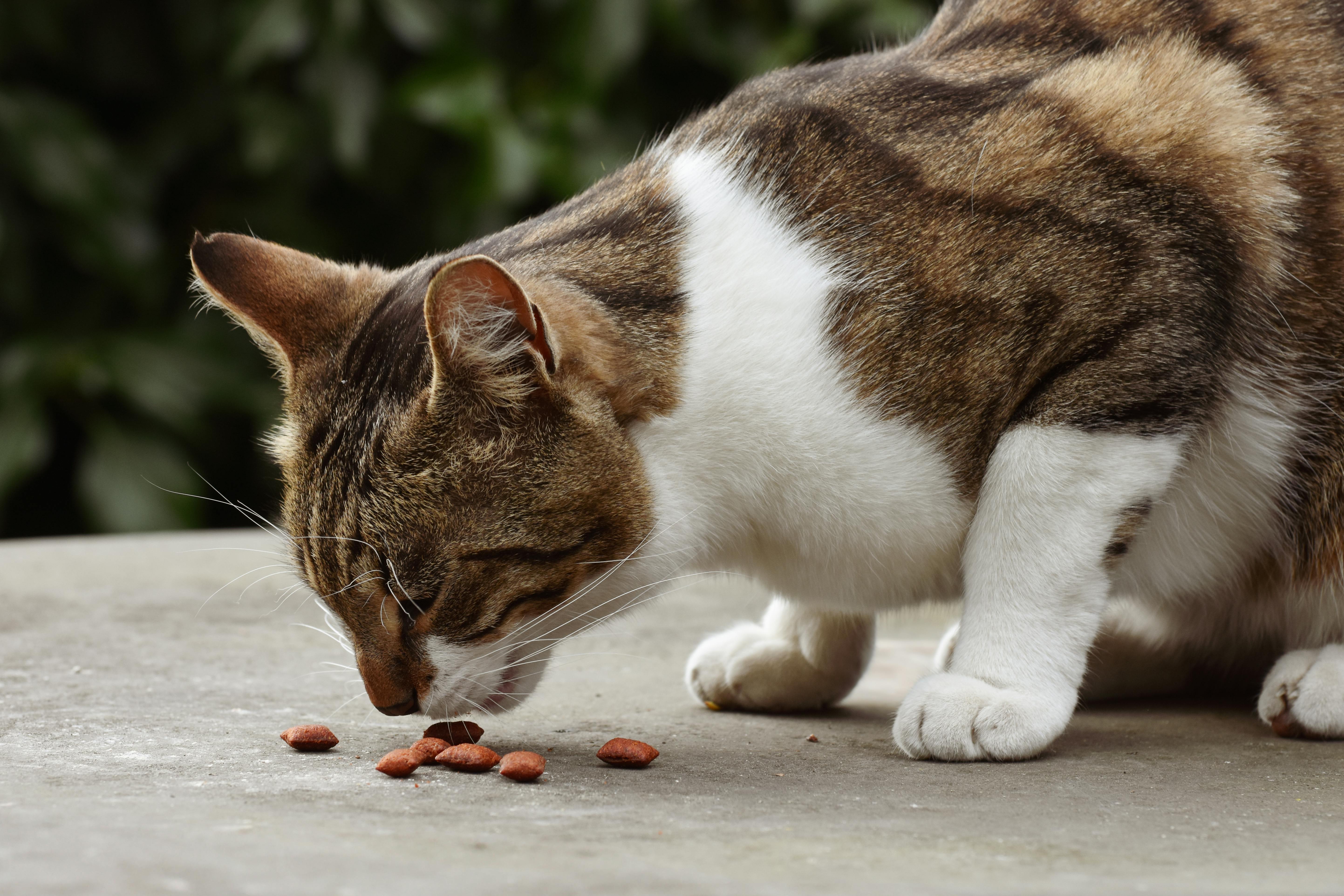 Best Affordable Wet Cat Food | Mo & Bear