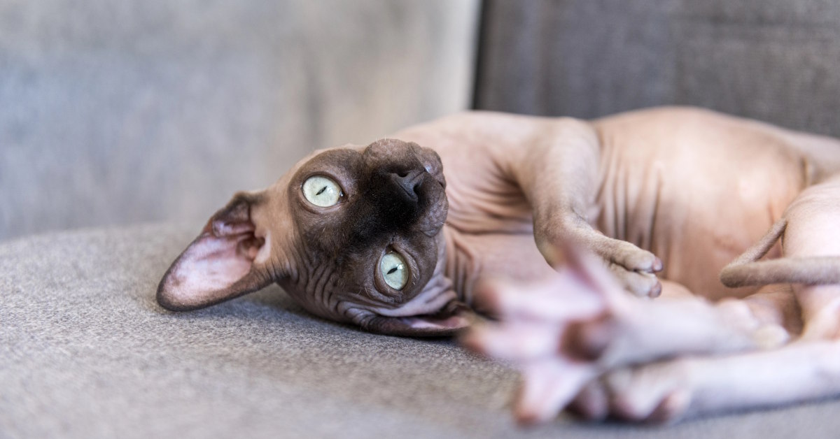 Best Cat Food For Sphynx | Mo & Bear