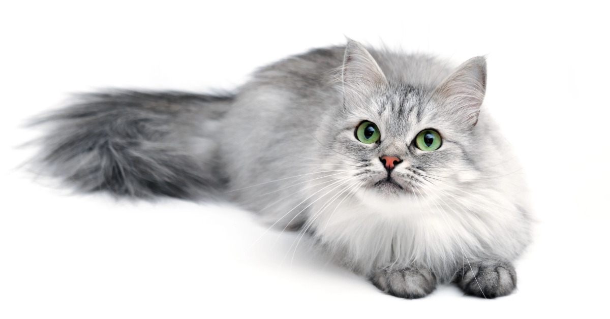 Best Food for Long Hair Cats | Mo & Bear