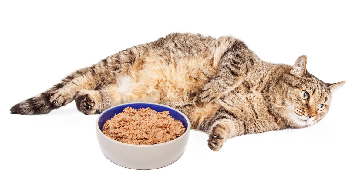 Can Healthy Cats Eat Renal Food | Mo & Bear PH
