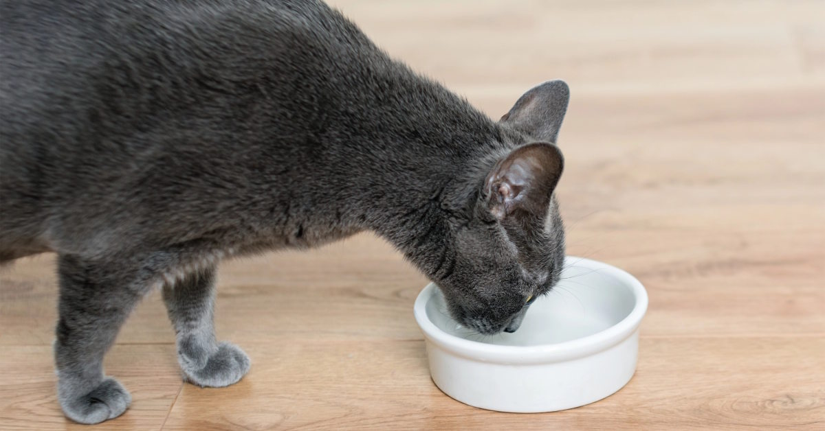 Can I Add Water to My Cats Dry Food | Mo & Bear