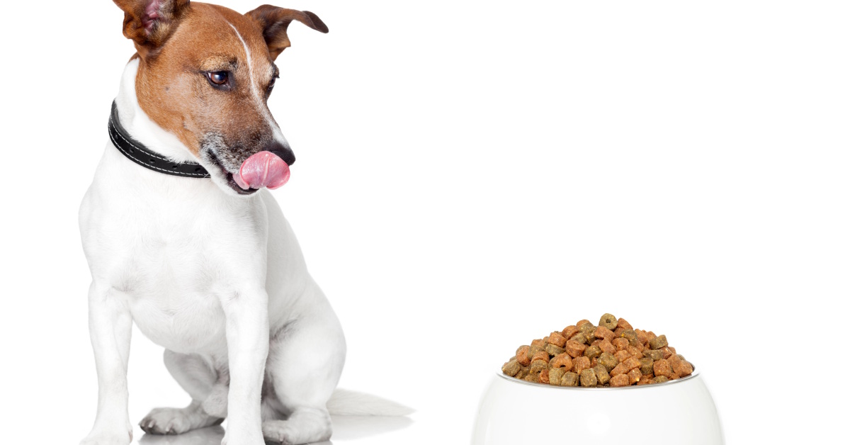 Is Cat Food Ok For Dogs | Mo & Bear