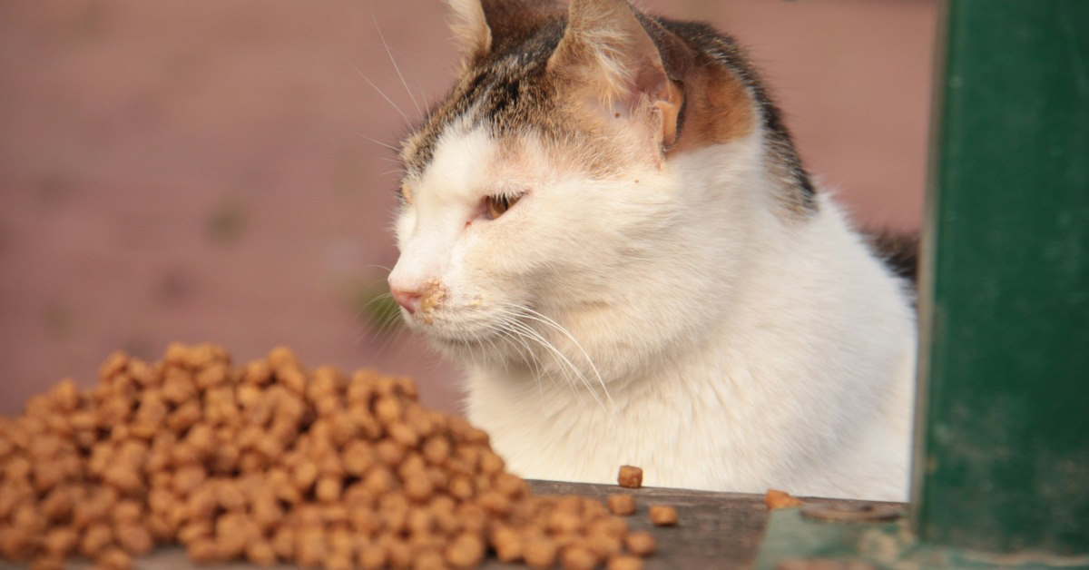 Is It Okay To Mix Dry And Wet Cat Food | Mo and Bear PH