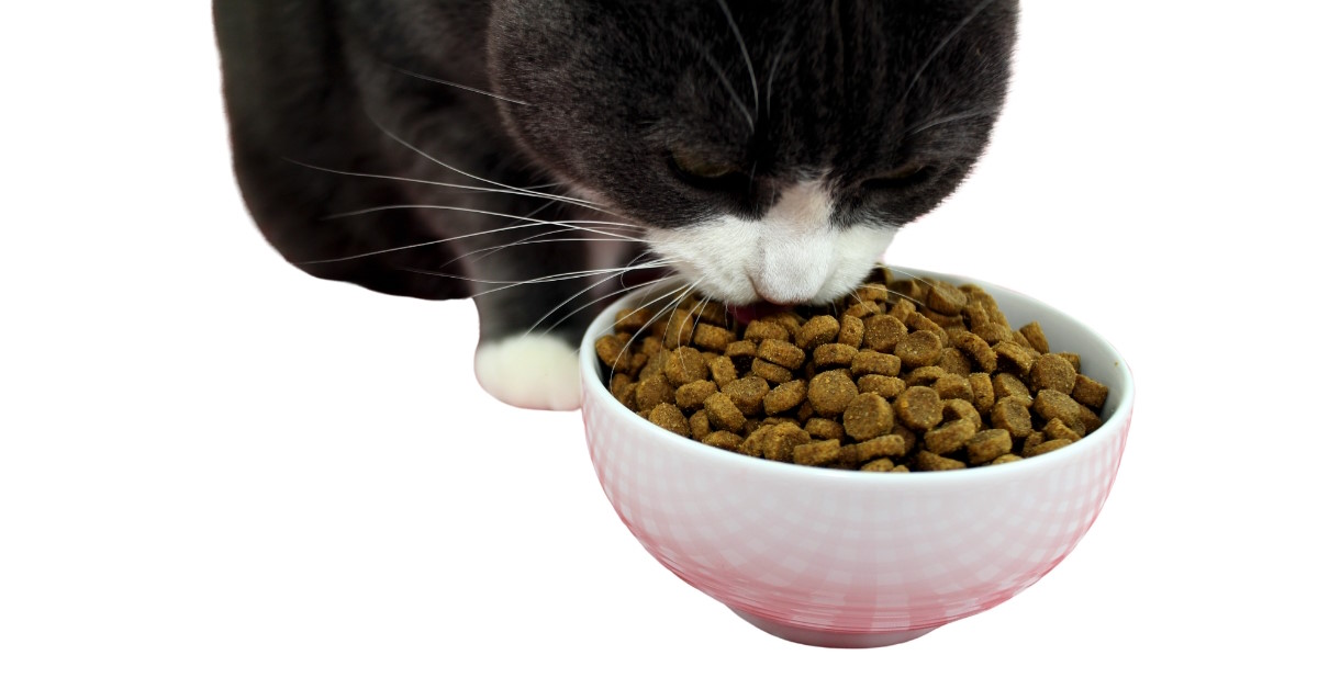 What Food Is Good For Cats | Mo and Bear PH